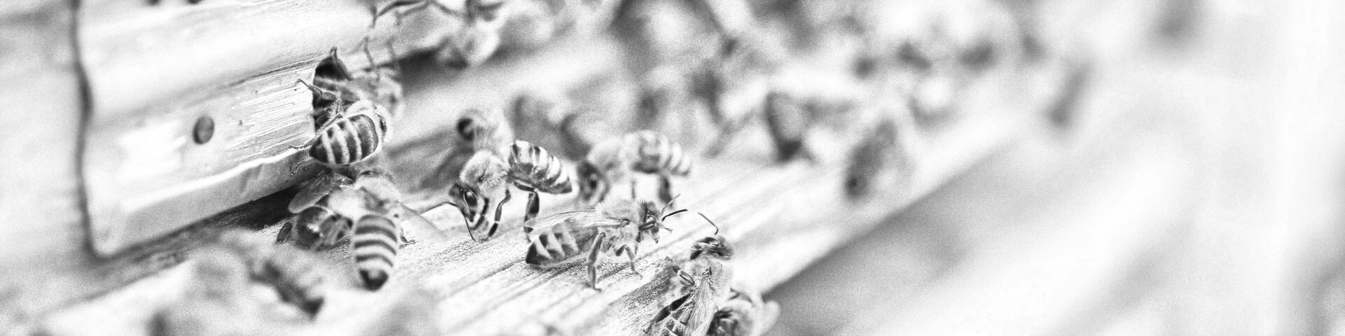 des abeilles